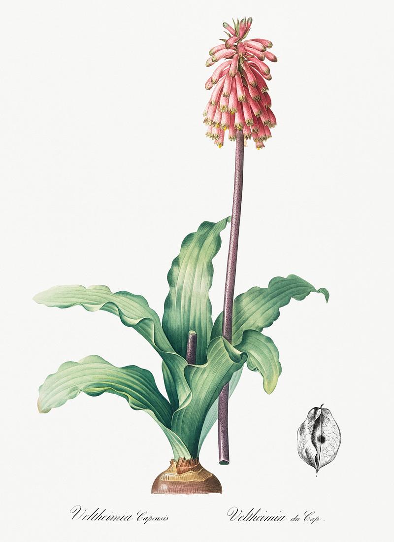 Veltheimia capensis illustration from Les liliacées (1805) by Pierre Joseph Redouté (1759-1840). Digitally enhanced by rawpixel. Veltheimia capensis illustration from Les liliacées (1805) by Pierre Joseph Redouté (1759-1840). Digitally…