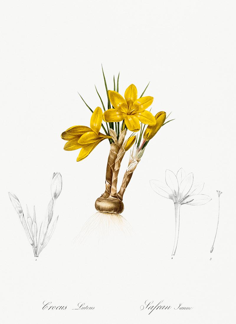 Crocus luteus illustration from Les liliacées (1805) by Pierre Joseph Redouté (1759-1840). Digitally enhanced by rawpixel. Crocus luteus illustration from Les liliacées (1805) by Pierre Joseph Redouté (1759-1840). Digitally enhanced…
