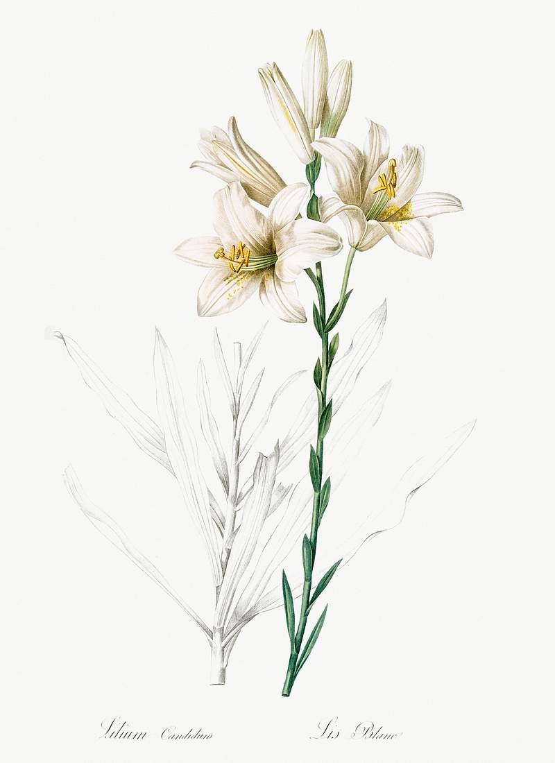 Madonna lily illustration from Les liliacées (1805) by Pierre-Joseph Redouté. Original from New York Public…