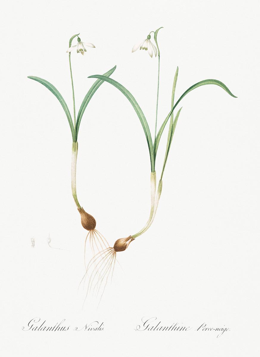 Snowdrop illustration from Les… | Free public domain illustration Snowdrop illustration from Les liliacées (1805) by Pierre Joseph Redouté (1759-1840). Original from New York…