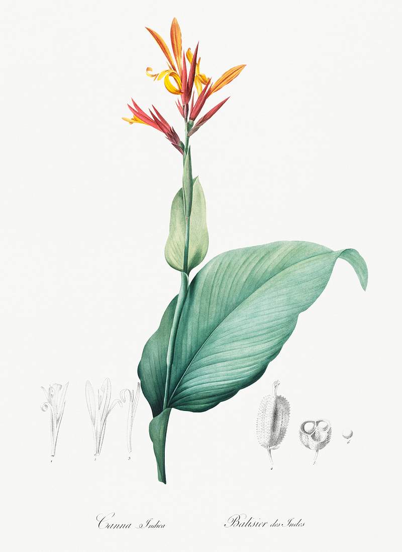 Indian shot illustration from Les liliacées (1805) by Pierre-Joseph Redouté. Original from New York Public…