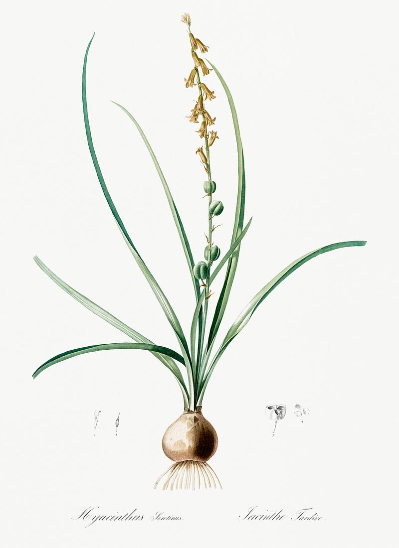 Hyacinthus serotinus illustration from Les liliacées (1805) by Pierre Joseph Redouté (1759-1840). Digitally enhanced by rawpixel. Hyacinthus serotinus illustration from Les liliacées (1805) by Pierre Joseph Redouté (1759-1840). Digitally…