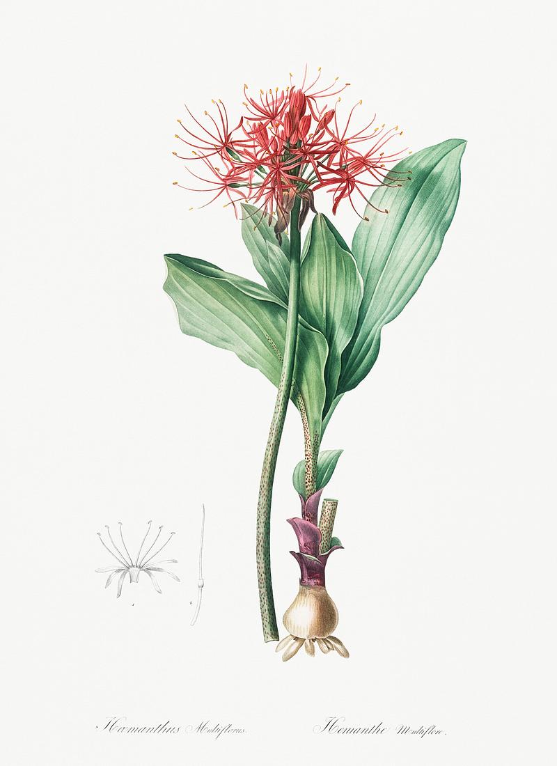 Blood lily illustration from Les liliacées (1805) by Pierre Joseph Redouté (1759-1840). Digitally enhanced by rawpixel. Blood lily illustration from Les liliacées (1805) by Pierre Joseph Redouté (1759-1840). Digitally enhanced by…
