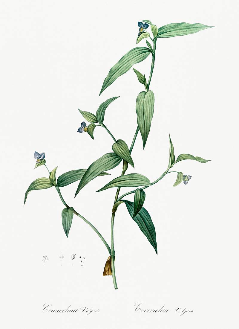 Tagblume illustration from Les liliacées (1805) by Pierre-Joseph Redouté. Original from New York Public…