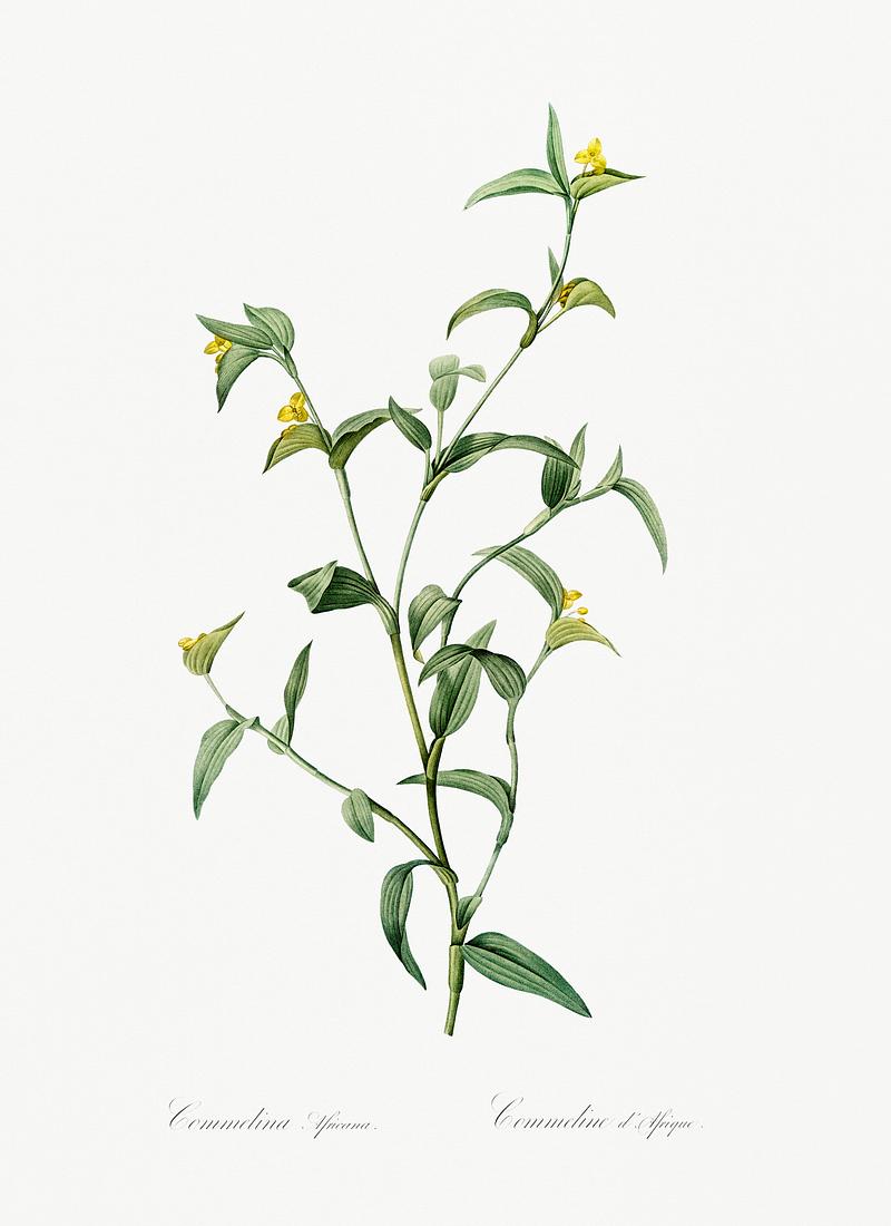 Commelina africana illustration from Les liliacées (1805) by Pierre Joseph Redouté (1759-1840). Digitally enhanced by rawpixel. Commelina africana illustration from Les liliacées (1805) by Pierre Joseph Redouté (1759-1840). Digitally…