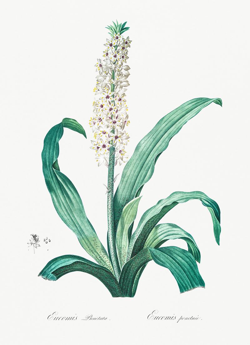 Eucomis punctata illustration from Les liliacées (1805) by Pierre Joseph Redouté (1759-1840). Digitally enhanced by rawpixel. Eucomis punctata illustration from Les liliacées (1805) by Pierre Joseph Redouté (1759-1840). Digitally…