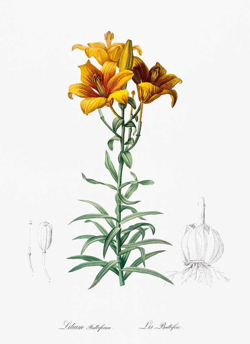 Fire lily illustration from Les liliacées (1805) by Pierre-Joseph Redouté. Original from New York Public…