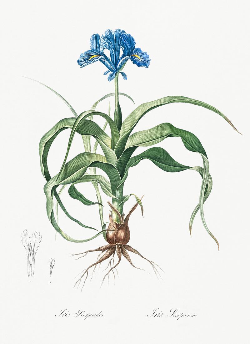 Iris scorpiodes illustration from Les liliacées (1805) by Pierre Joseph Redouté (1759-1840). Digitally enhanced by rawpixel. Iris scorpiodes illustration from Les liliacées (1805) by Pierre Joseph Redouté (1759-1840). Digitally enhanced…