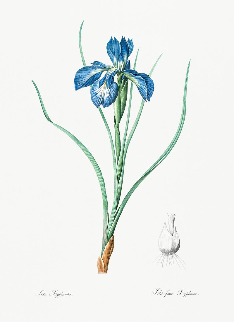 Lris xyphioides llustration from Les liliacées (1805) by Pierre Joseph Redouté (1759-1840). Digitally enhanced by rawpixel. Lris xyphioides llustration from Les liliacées (1805) by Pierre Joseph Redouté (1759-1840). Digitally enhanced…