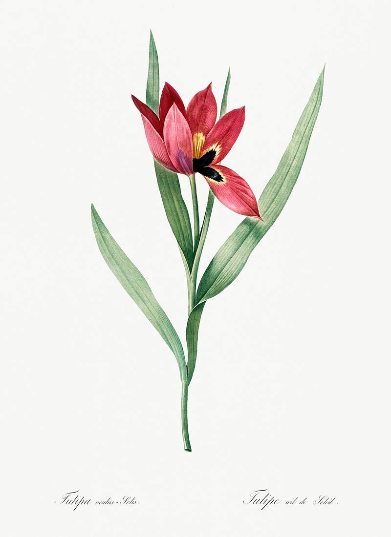 Tulipa oculus Colis illustration from Les liliacées (1805) by Pierre-Joseph Redouté. Original from New York…