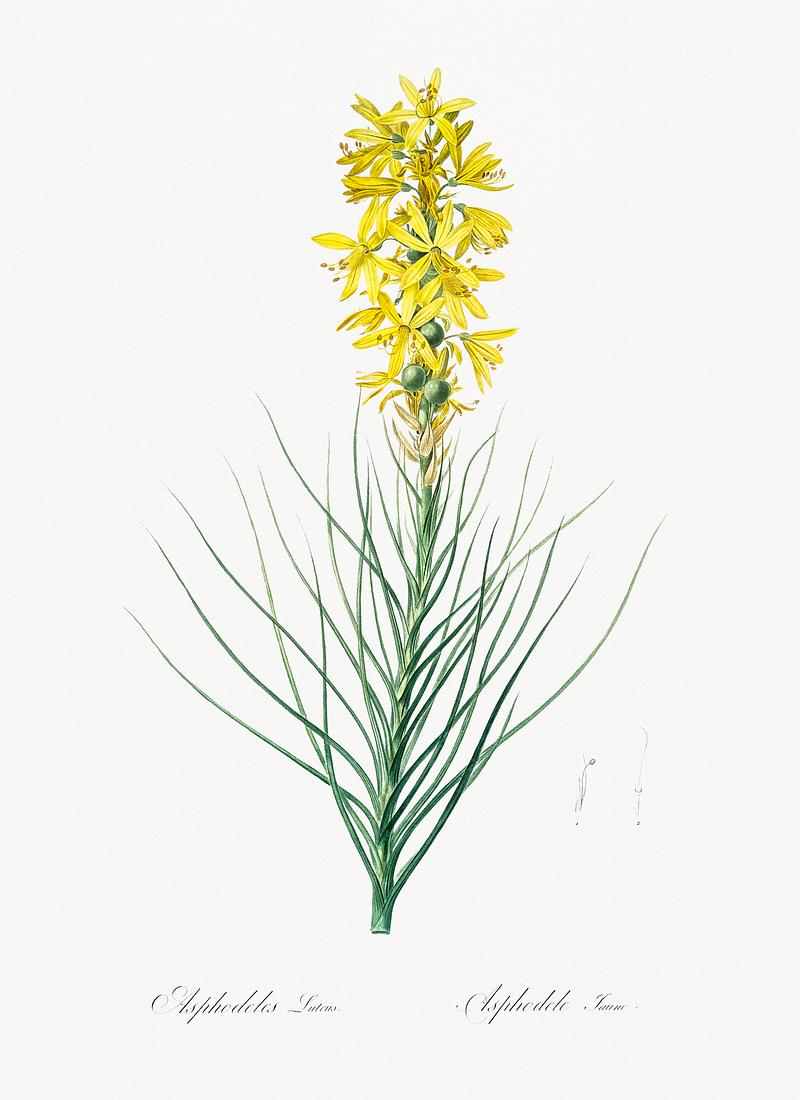 Yellow Asphodel illustration from Les liliacées (1805) by Pierre Joseph Redouté (1759-1840). Digitally enhanced by rawpixel. Yellow Asphodel illustration from Les liliacées (1805) by Pierre Joseph Redouté (1759-1840). Digitally enhanced…