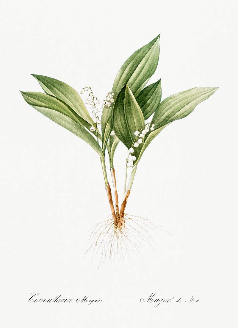 Lily of the valley illustration from Les liliacées (1805) by Pierre-Joseph Redouté. Original from New York…