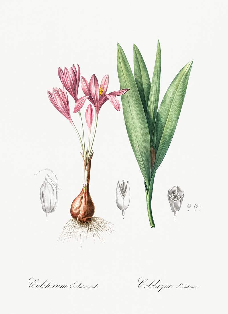 Autumn crocus illustration from Les liliacées (1805) by Pierre-Joseph Redouté. Original from New York Public…