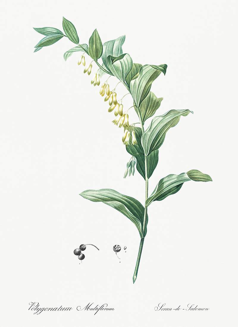 Solomon's seal illustration from Les liliacées (1805) by Pierre-Joseph Redouté. Original from New York Public…