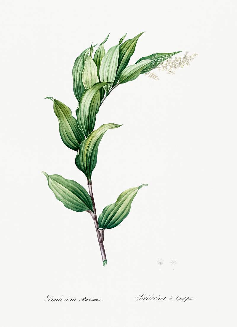 Treacleberry illustration from Les liliacées (1805) by Pierre-Joseph Redouté. Original from New York Public…