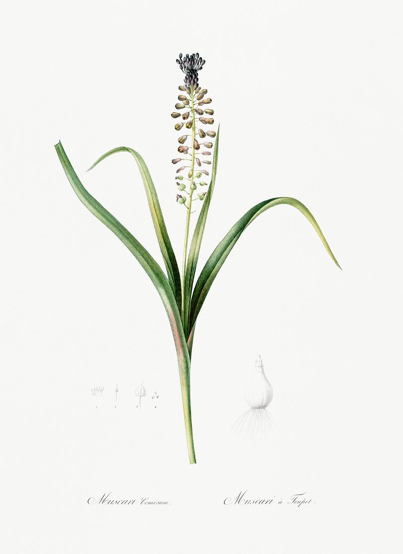 Grape hyacinth illustration from Les liliacées (1805) by Pierre Joseph Redouté (1759-1840). Digitally enhanced by rawpixel. Grape hyacinth illustration from Les liliacées (1805) by Pierre Joseph Redouté (1759-1840). Digitally enhanced…
