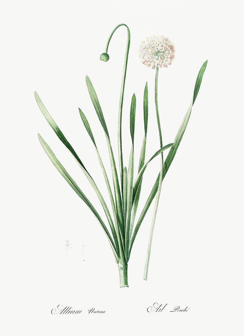 Blue chives illustration from Les liliacées (1805) by Pierre Joseph Redouté (1759-1840). Digitally enhanced by rawpixel. Blue chives illustration from Les liliacées (1805) by Pierre Joseph Redouté (1759-1840). Digitally enhanced by…