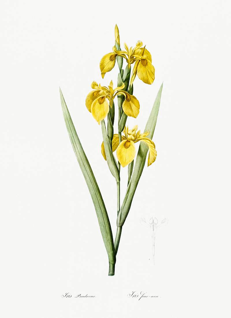 Irises illustration from Les liliacées (1805) by Pierre-Joseph Redouté. Original from New York Public Library.…