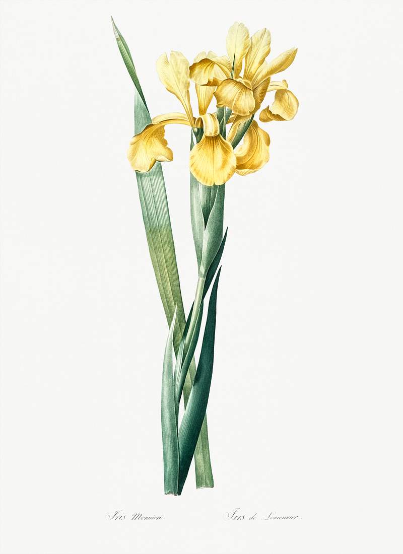 Iris Monnieri illustration from Les liliacées (1805) by Pierre-Joseph Redouté. Original from New York Public…