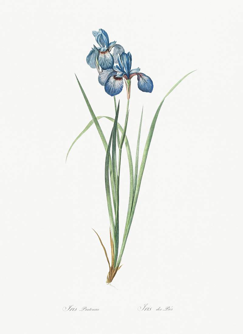 Iris pratensis illustration from Les liliacées (1805) by Pierre-Joseph Redouté. Original from New York Public…