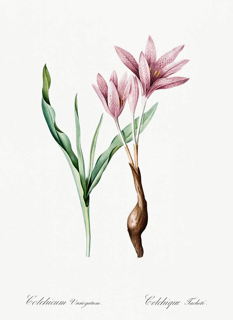 Autumn crocus illustration from Les liliacées (1805) by Pierre-Joseph Redouté. Original from New York Public…