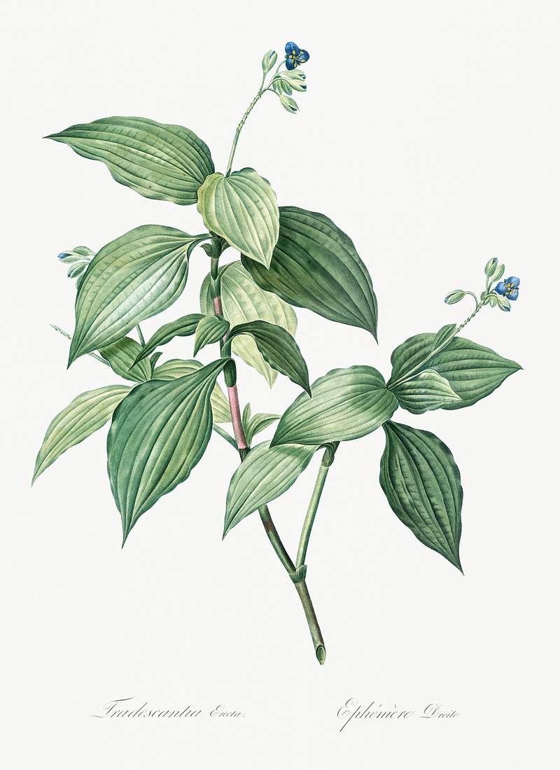 Tradescantia erecta illustration from Les liliacées (1805) by Pierre-Joseph Redouté. Original from New York…