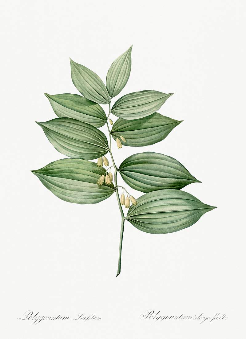 King Solomon's seal illustration from Les liliacées (1805) by Pierre-Joseph Redouté. Original from New York…