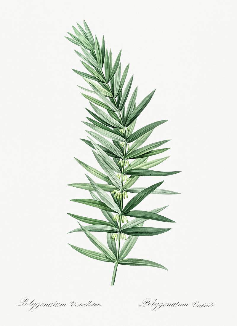 Whorled Solomon's seal illustration from Les liliacées (1805) by Pierre-Joseph Redouté. Original from New York…