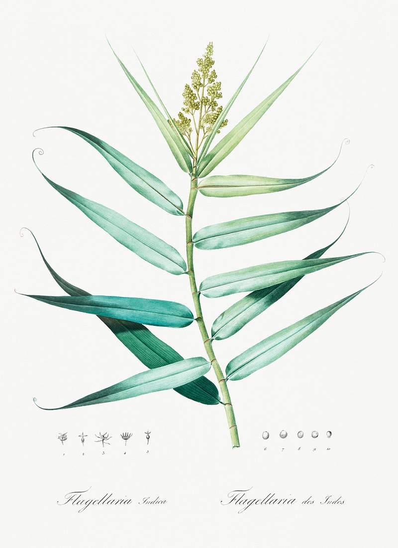 Bush cane illustration from Les liliacées (1805) by Pierre-Joseph Redouté. Original from New York Public…