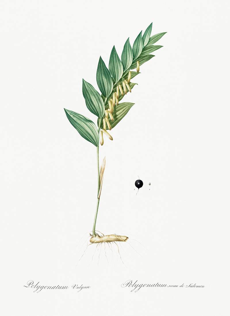 Angular solomon's seal illustration from Les liliacées (1805) by Pierre Joseph Redouté (1759-1840). Original…