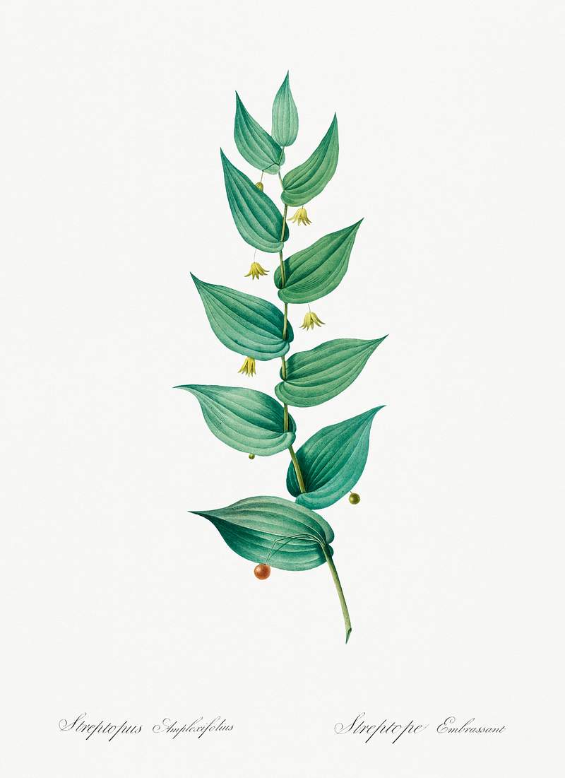 Twistedstalk illustration from Les liliacées (1805) by Pierre-Joseph Redouté. Original from New York Public…