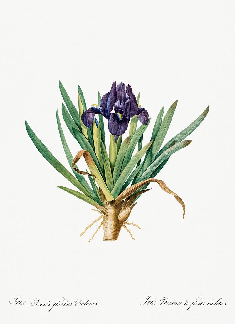 Pygmy iris illustration from Les liliacées (1805) by Pierre Joseph Redouté (1759-1840). Digitally enhanced by rawpixel. Pygmy iris illustration from Les liliacées (1805) by Pierre Joseph Redouté (1759-1840). Digitally enhanced by…