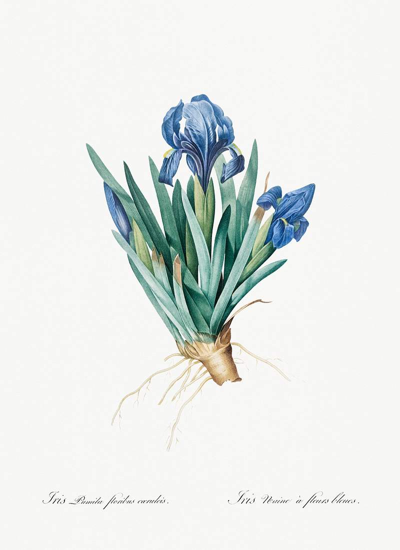 Pygmy iris illustration from Les liliacées (1805) by Pierre-Joseph Redouté. Original from New York Public…