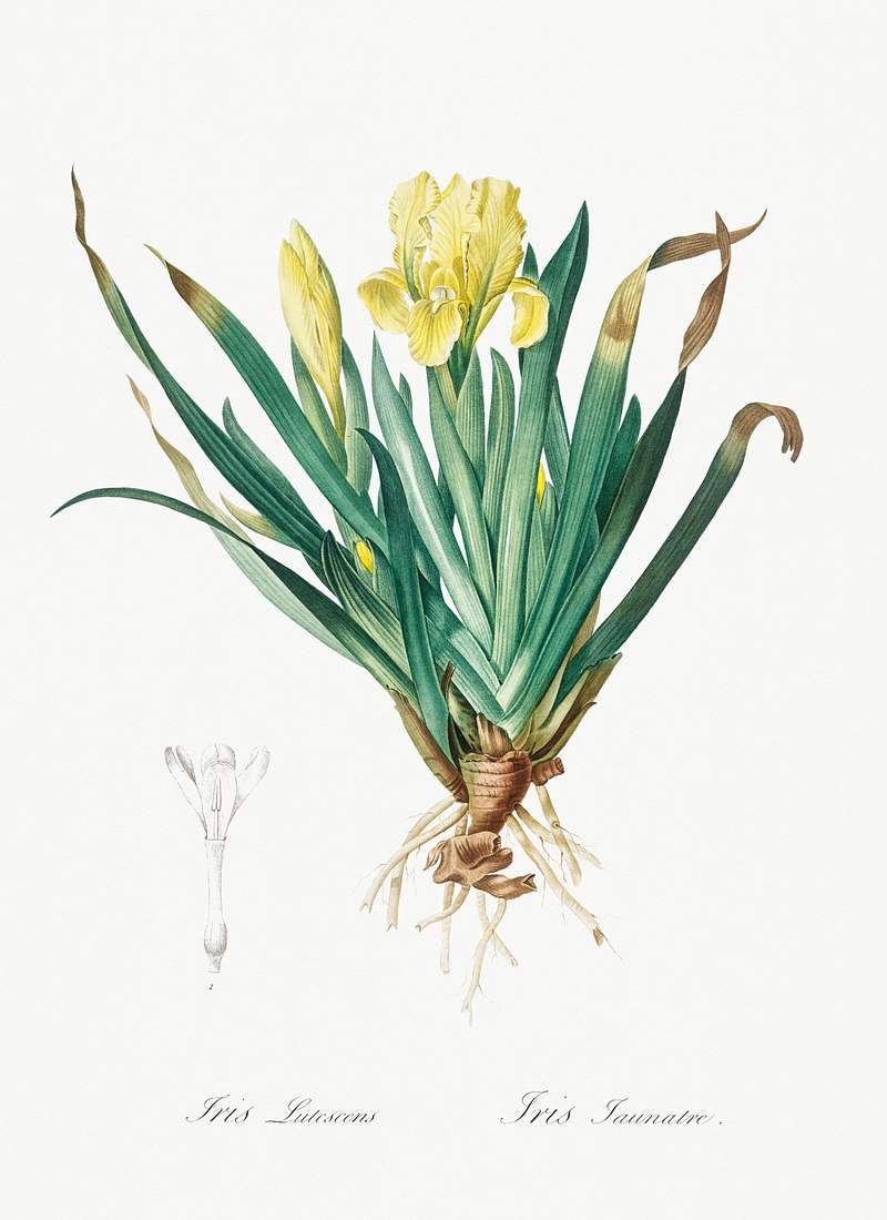 Crimean iris illustration from Les liliacées (1805) by Pierre-Joseph Redouté. Original from New York Public…