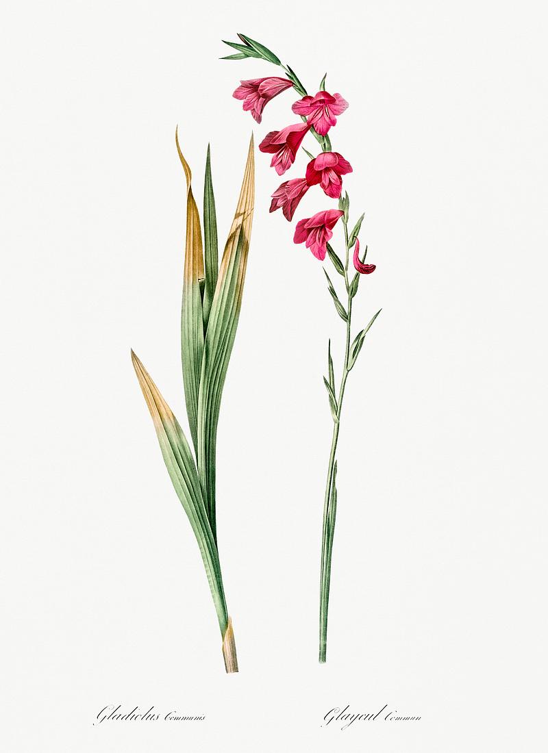 Eastern gladiolus illustration from Les liliacées (1805) by Pierre Joseph Redouté (1759-1840). Digitally enhanced by rawpixel. Eastern gladiolus illustration from Les liliacées (1805) by Pierre Joseph Redouté (1759-1840). Digitally…