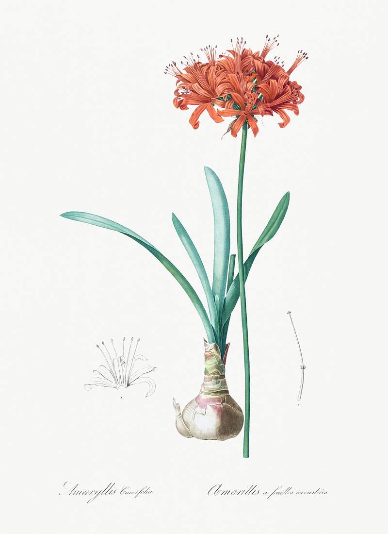 Guernsey lily illustration from Les liliacées (1805) by Pierre-Joseph Redouté. Original from New York Public…
