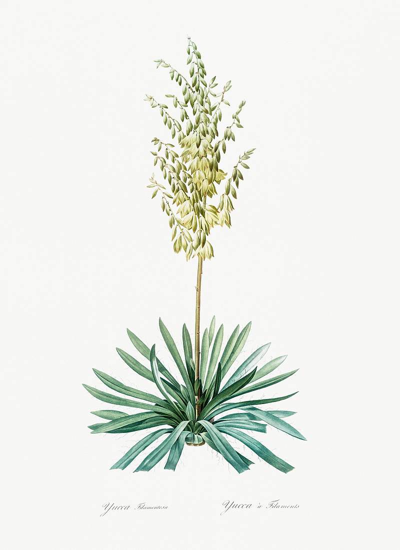 Adam's needle illustration from Les liliacées (1805) by Pierre-Joseph Redouté. Original from New York Public…