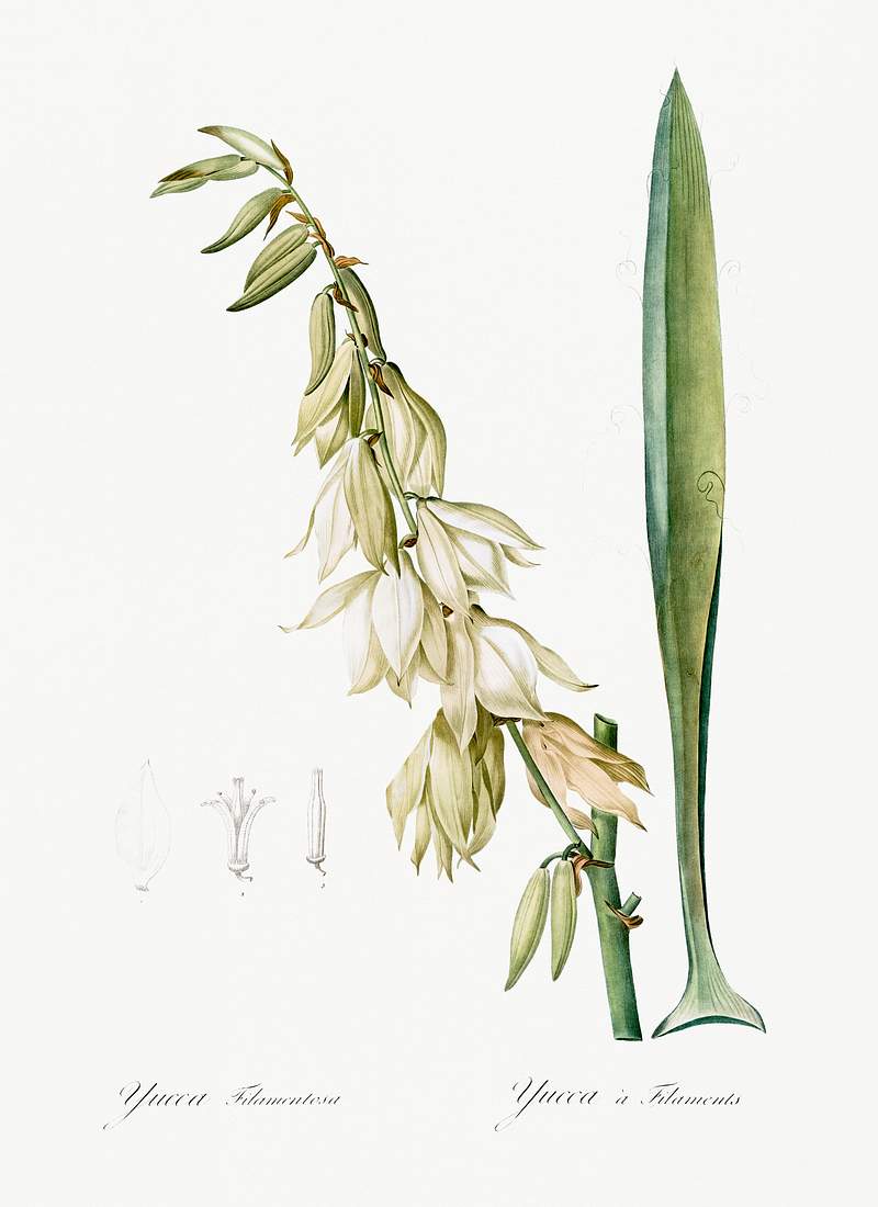 Adam's needle illustration from Les liliacées (1805) by Pierre-Joseph Redouté. Original from New York Public…