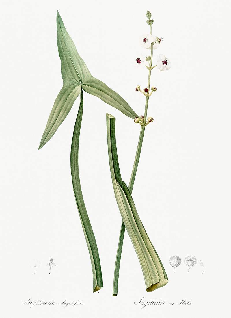 Arrowhead illustration from Les liliacées (1805) by Pierre-Joseph Redouté. Original from New York Public…