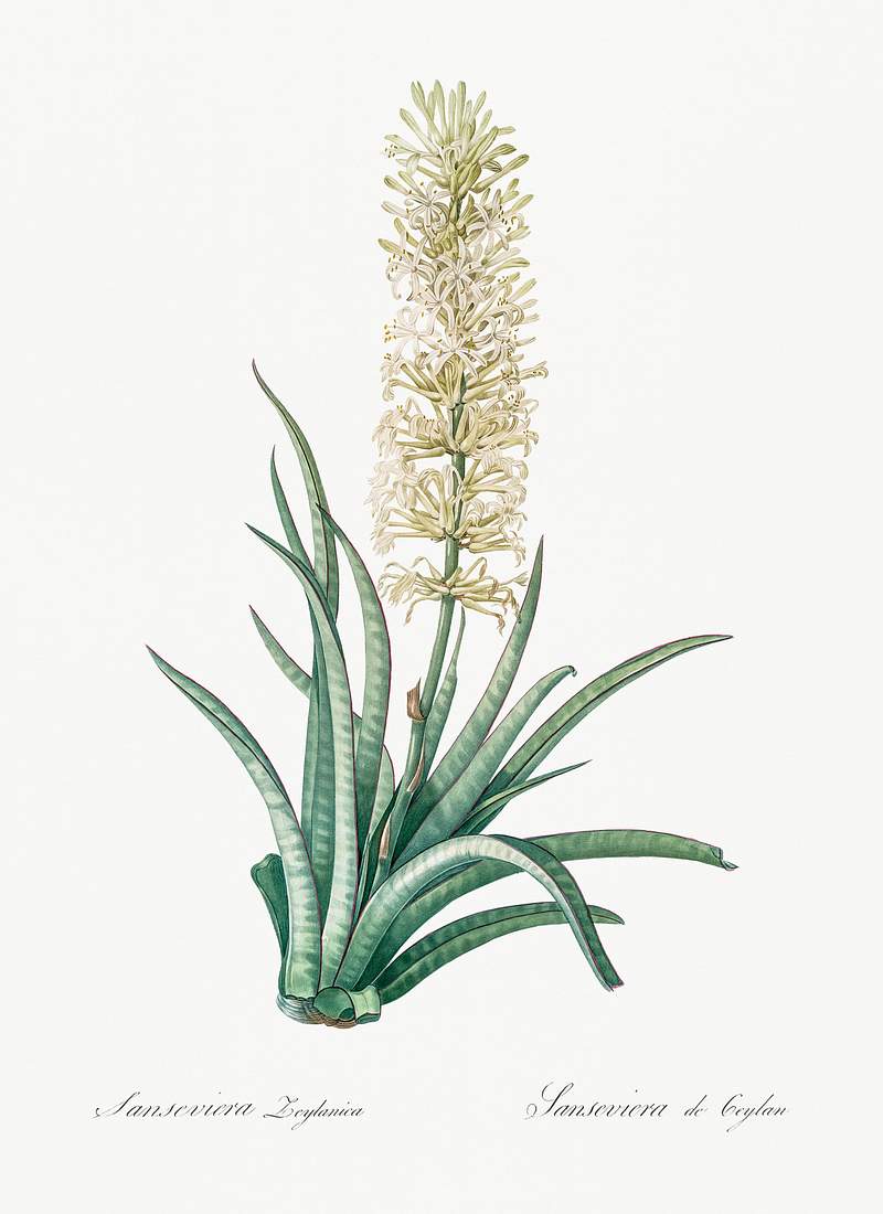 Snake plant illustration from Les liliacées (1805) by Pierre-Joseph Redouté. Original from New York Public…