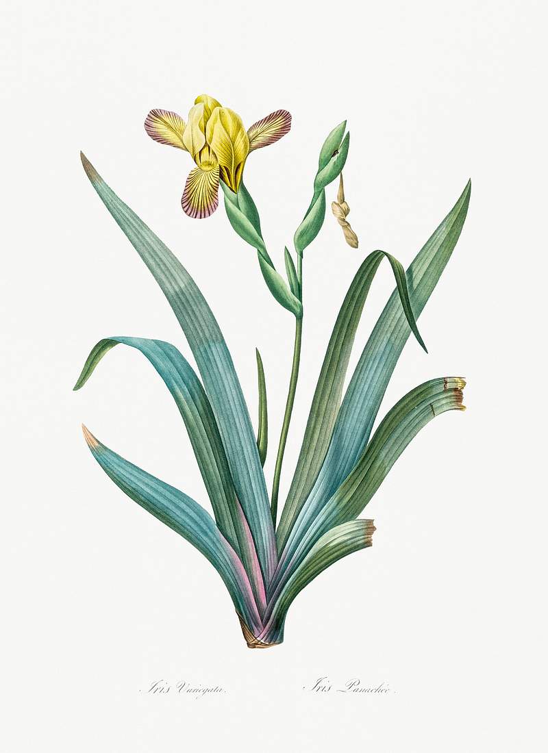 Hungarian iris illustration from Les liliacées (1805) by Pierre-Joseph Redouté. Original from New York Public…