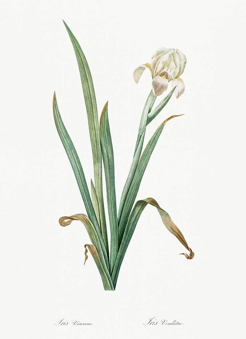 Crimean iris illustration from Les liliacées (1805) by Pierre-Joseph Redouté. Original from New York Public…