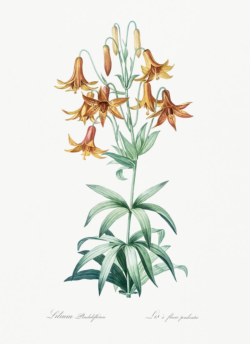 Canada lily illustration from Les liliacées (1805) by Pierre Joseph Redouté (1759-1840). Digitally enhanced by rawpixel. Canada lily illustration from Les liliacées (1805) by Pierre Joseph Redouté (1759-1840). Digitally enhanced by…