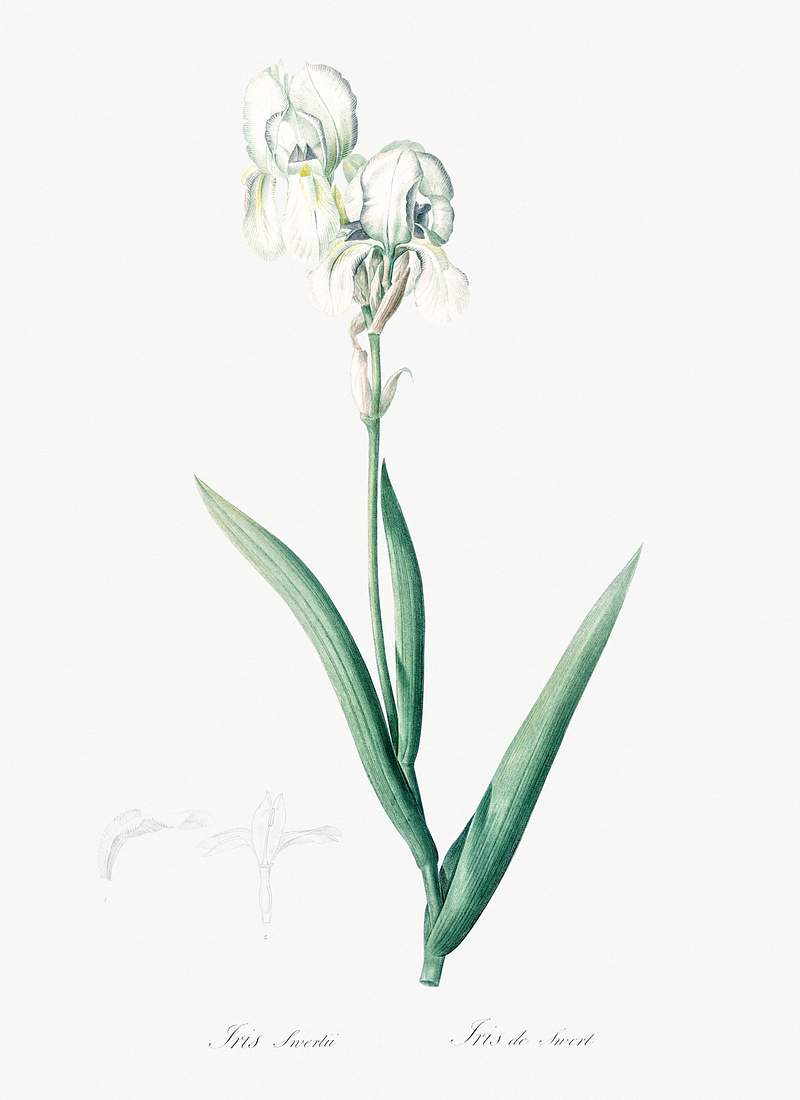 Tall bearded iris illustration from Les liliacées (1805) by Pierre-Joseph Redouté. Original from New York…