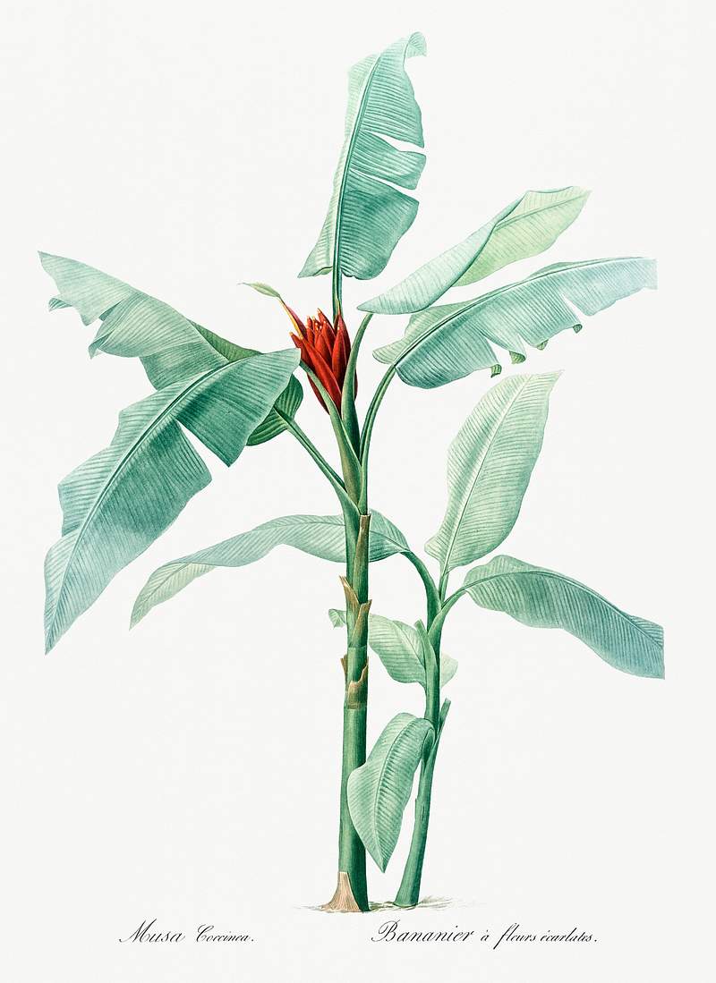 Scarlet banana illustration from Les liliacées (1805) by Pierre-Joseph Redouté. Original from New York Public…