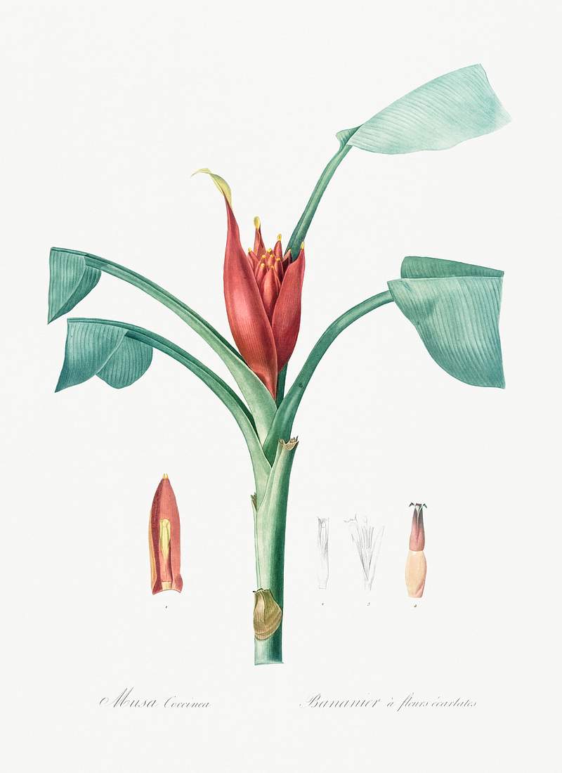 Scarlet banana illustration from Les liliacées (1805) by Pierre-Joseph Redouté. Original from New York Public…