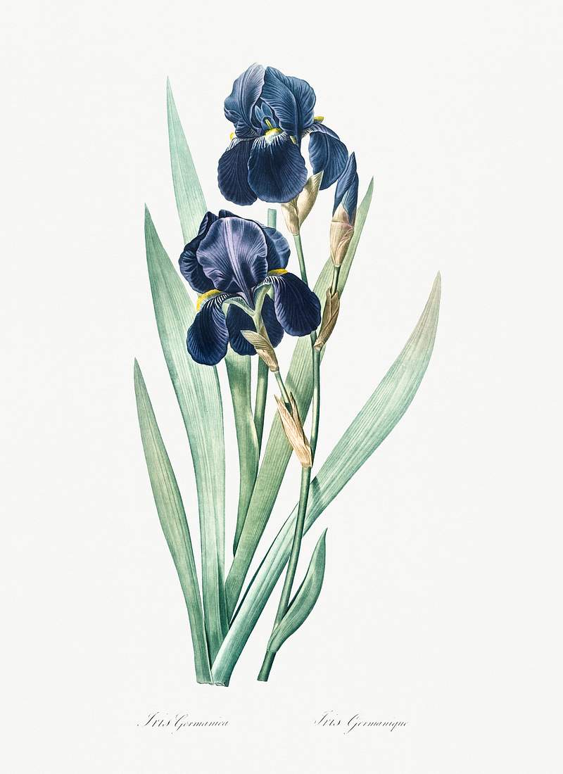 German iris illustration from Les liliacées (1805) by Pierre-Joseph Redouté. Original from New York Public…