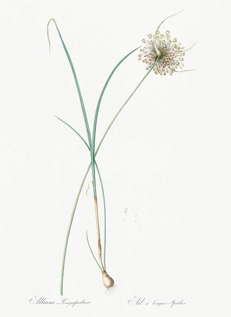 Pale garlic illustration from Les liliacées (1805) by Pierre Joseph Redouté (1759-1840). Original from New York…