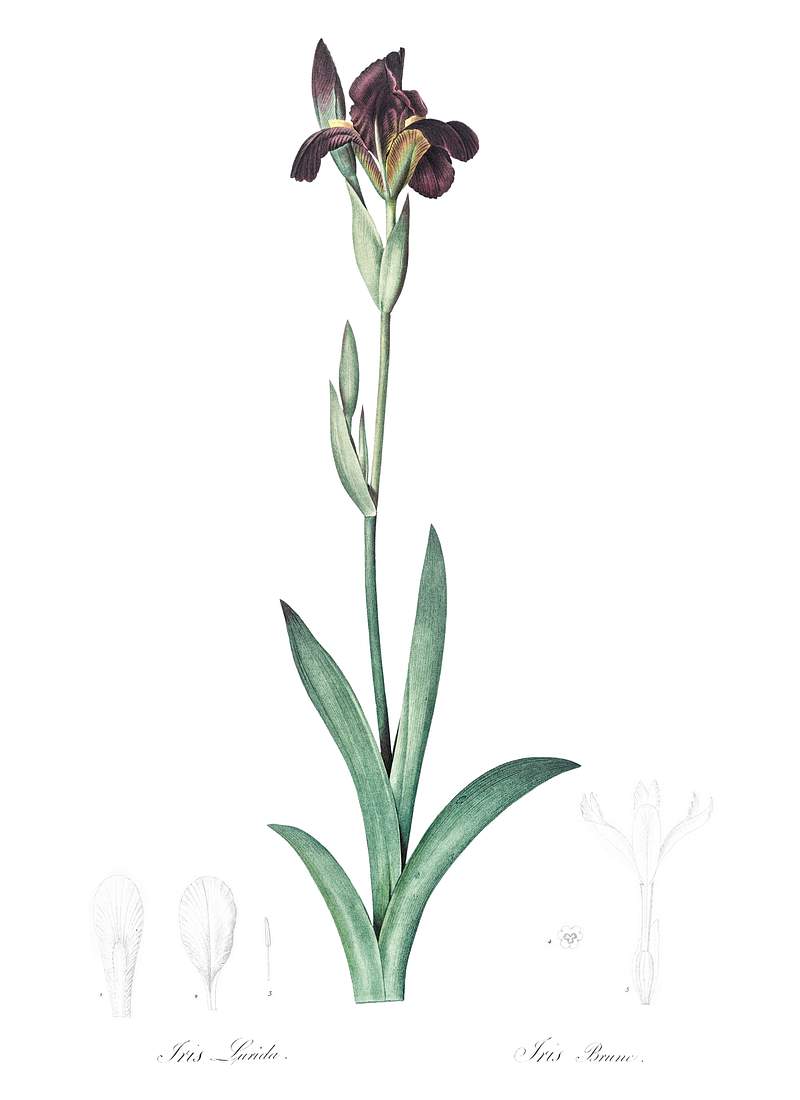 Dingy flag iris illustration from Les liliacées (1805) by Pierre Joseph ...