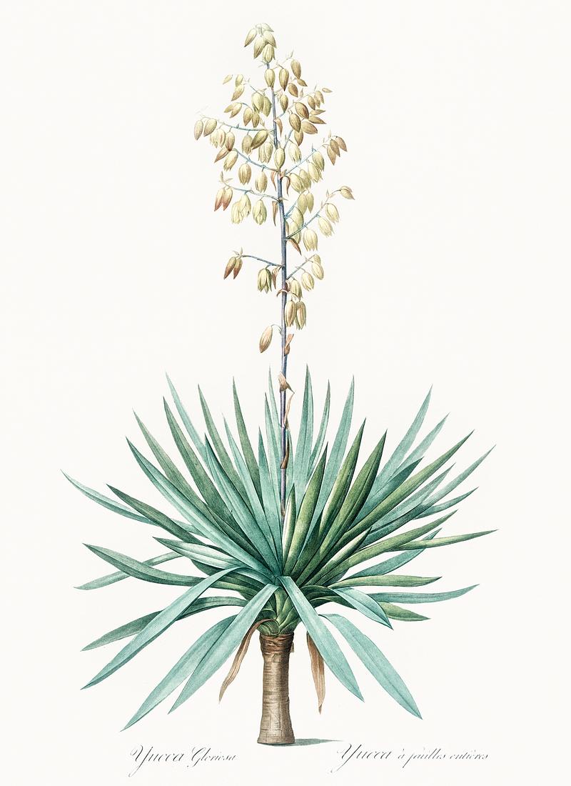 Adam's needle illustration from Les liliacées (1805) by Pierre Joseph Redouté (1759-1840). Digitally enhanced by rawpixel. Adam's needle illustration from Les liliacées (1805) by Pierre Joseph Redouté (1759-1840). Digitally enhanced…